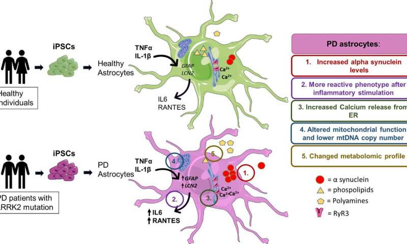 PD patients’ astrocytes manifest several hallmarks of the disease, these include: (1) increased production of alpha-synuclein, (2) increased reactivity upon inflammatory stimulation, (3) increased astrocytic Ca2+ levels, (4) mtDNA maintenance defects and (5) metabolomic changes. Image credit: Tuuli-Maria Sonninen Brain astrocytes show metabolic alterations in Parkinson’s disease