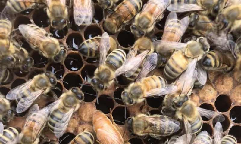 A beautiful Cordovan queen imported from California Credit: Alison McAfee UBC scientists find clues to queen bee failure
