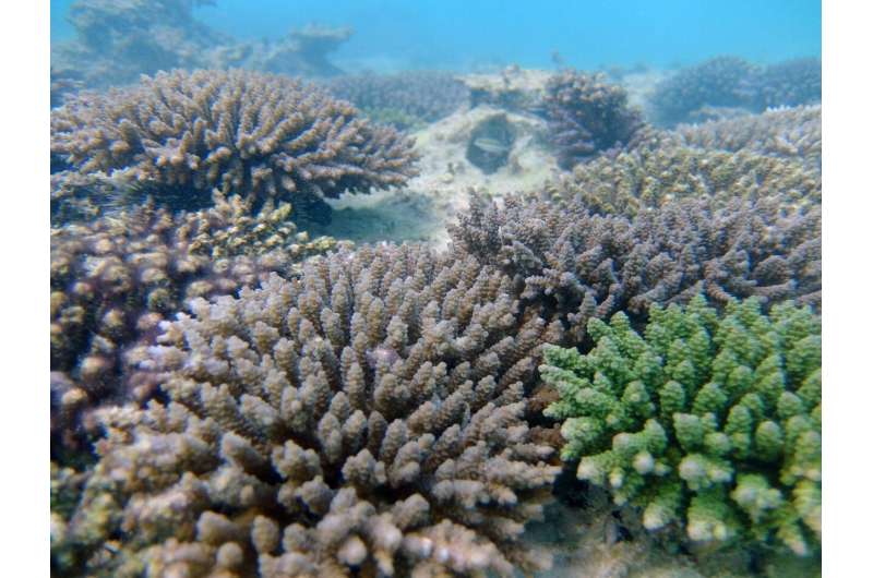 The green color morph (pictured in the lower right corner) was more resilient to rising sea temperatures than the purple color morph (also pictured) and the brown color morph. This research has shed light on the underlying genetic and protein factors that may be at work behind this. Credit: Kohei Shintaku Colorful connection found in coral's ability to survive higher temperatures