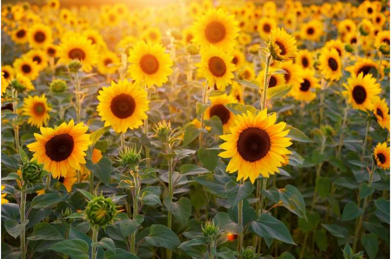 Credit: CC0 Public Domain sunflowers