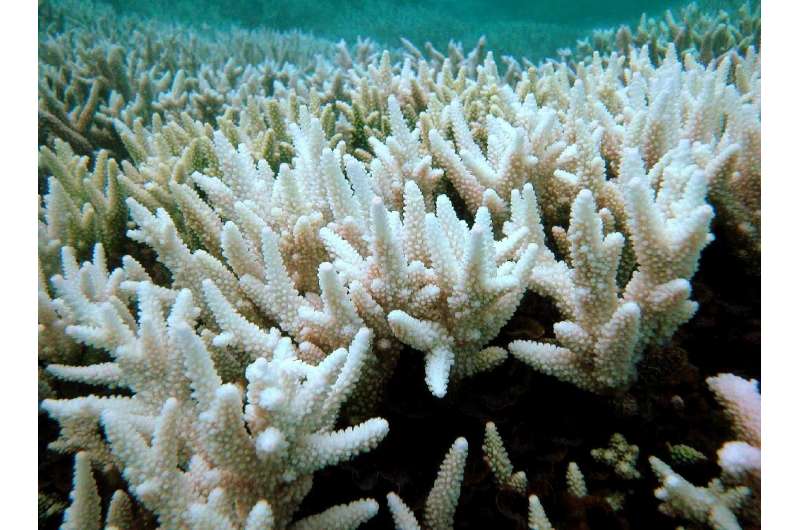 The Great Barrier Reef has now suffered three mass coral bleaching events in the past five years, losing half its corals since 1995. The Great Barrier Reef has now suffered three mass coral bleaching events in the past five years, losing half its corals since 1
