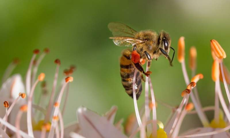 Credit: CC0 Public Domain bees