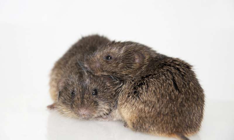 Amount of attention from parents found to impact baby voles later in life