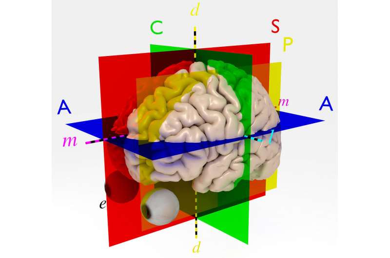Credit: Universitat Pompeu Fabra - Barcelona Study explores the alteration of the functional dynamics of the human brain associated with aging