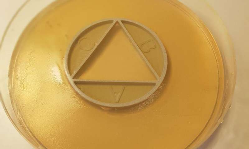 With the modified agar plate CombiANT it is possible to do high-speed tests in order to see how bacteria react to different combinations of antibiotics. Credit: Nikos Fatsis-Kavalopoulos New high-speed test shows how antibiotics combine to kill bacteria