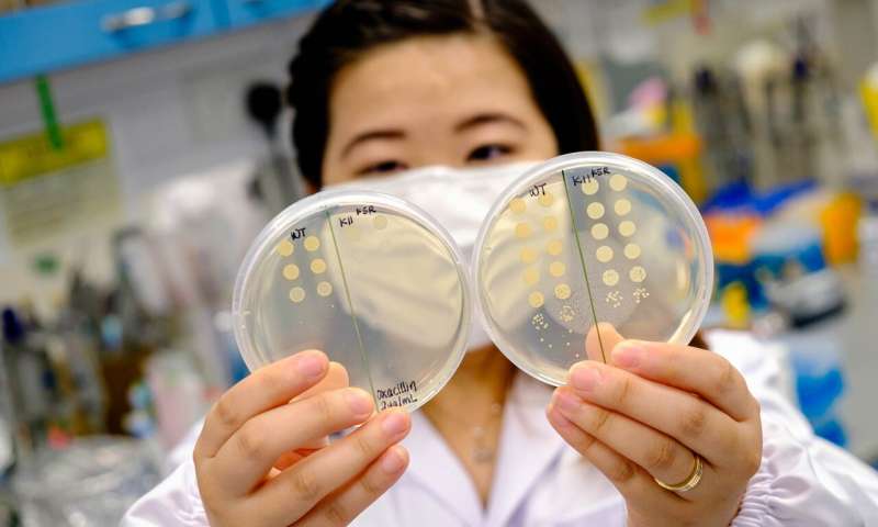 The improved potency of the antimicrobial peptide when used with antibiotics offers hope for the prospect of a combination treatment strategy to tackle certain antibiotic-tolerant infections. Credit: NTU Singapore Team develops peptide that makes drug-resistant bacteria sensitive to antibiotics again