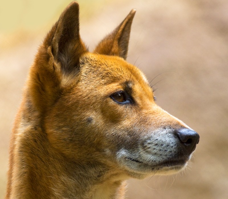 Papua-New-Guinea singing dog captive, Papua-New-Guinea.