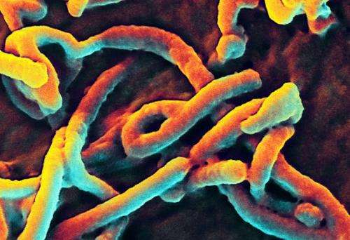 A scanning electron micrograph of Ebola virus budding from a cell (African green monkey kidney epithelial cell line). Credit: NIAID Ebola