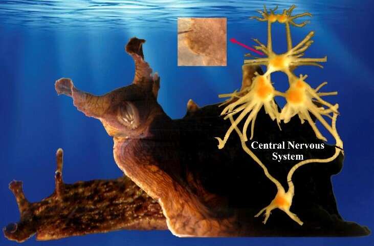 Aplysia in motion and in a feeding state, as well as the identified neurons in the central nervous system that control the behaviors. Credit: Jian Jing, Ke Yu Synaptic variability provides adaptability for rhythmic motor pattern