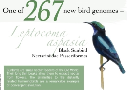 This knowledge will allow us to better understand how the morphological characters and the genomes of birds have evolved, and others such as the migration and social behaviour.