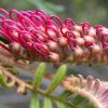 Critically Endangered Grevillea caleyi by Tony Auld