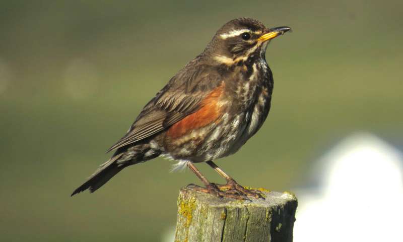 Some redwings come from Iceland to winter in Scotland and Ireland. Others come from Russia and Scandinavia to winter in southern England and further south in Europe. The first redwings reach the U.K. in October. They spend the autumn in hedges and orchards, where they feed on fruit and berries. Credit: University of Georgia Migration shapes patterns of disease transmission