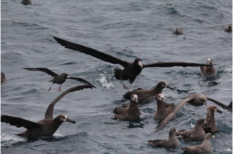 Short-tailed albatross in the North Pacific Ocean. Credit: Robert Suryan New insights into close encounters between albatross and fishing vessels could reduce bycatch risk