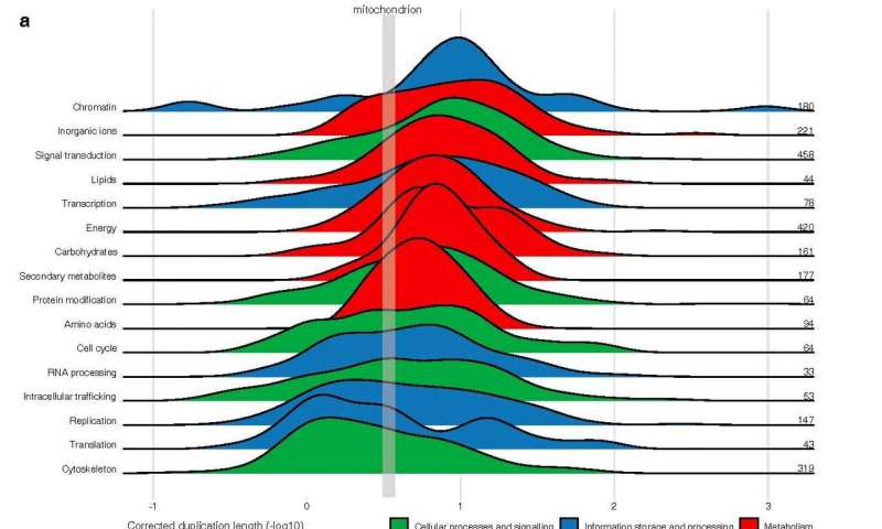 Timeline of early eukaryotic evolution unveiled the mitochondrial acquisition occurred in a scenario of increasing complexity. Credit: Utrecht University, IRB Barcelona. Timeline of early eukaryotic evolution unveiled