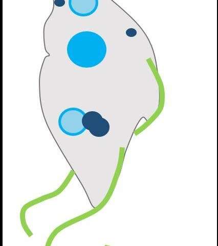 Sex cells in parasites are doing their own thing