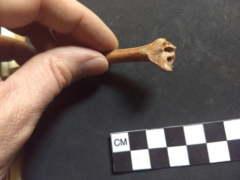 Hand holding small rabbit bone