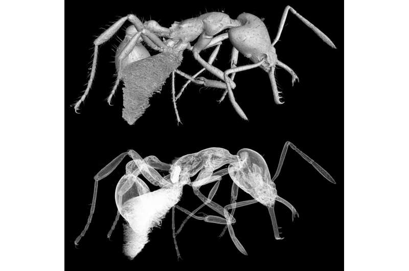 A micro-CT scan of Strumigenys ayersthey. Credit: N/A New ant species named in recognition of gender diversity