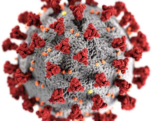 Image of the ultrastructural morphology exhibited by the 2019 Novel Coronavirus (2019-nCoV) (CDC). Credit: CDC/ Alissa Eckert, MS; Dan Higgins, MAM / Public domain Body’s anti-viral defences drive production of a non-functional form of the coronavirus cell receptor