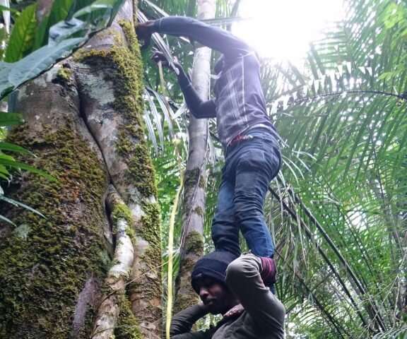 Who needs ladders, when you have colleagues? The field team collaborates to measure a forest giant. Credit: Duke Research Blog Saving Africa’s biggest trees to help Earth breathe