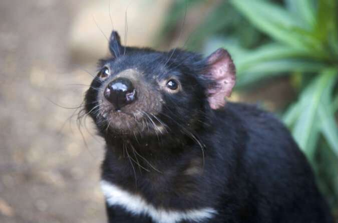 Study finds ongoing evolution in Tasmanian Devils' response to transmissible cancer