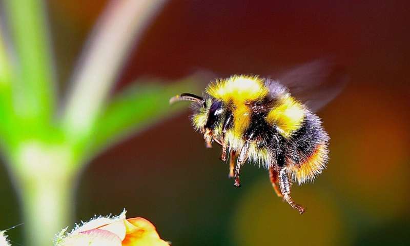 Credit: CC0 Public Domain bumblebee