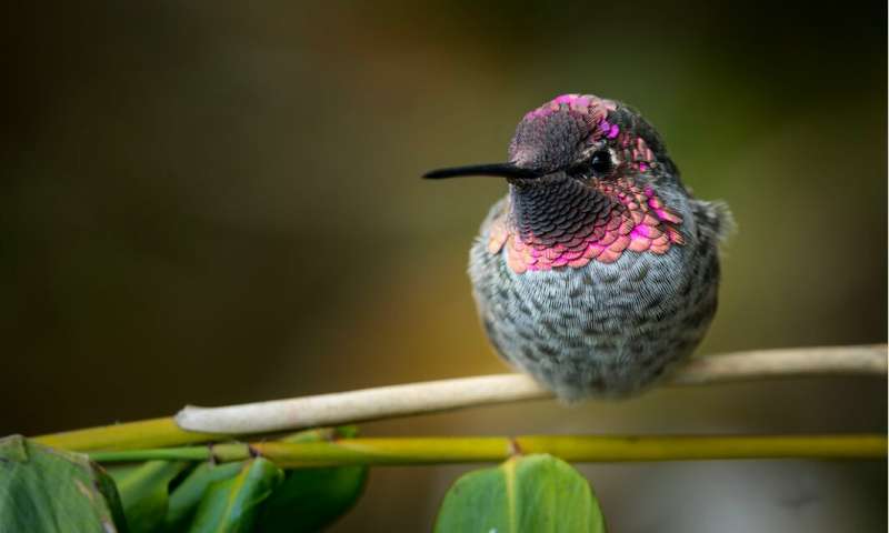 Anna’s humming bird (Calypte anna) showing iridescent ‘gorget’ feathers. Credit: Wade Tregaskis Can animals use iridescent colours to communicate?