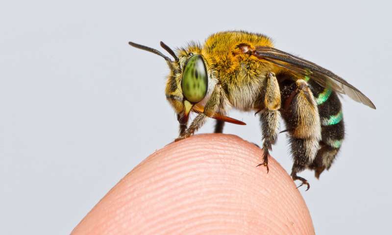 The bee species Amegilla andrewsi, one of 20,000 species worldwide. Credit: Zestin Soh Researchers create first map of bee species around the globe