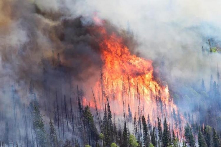 trees on fire