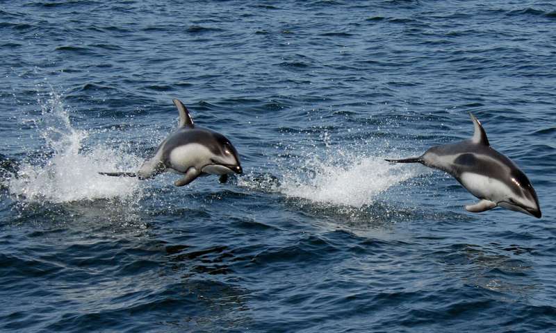 Warming ocean surfaces will decrease the oxygen in the upper oceans and decrease bioproductivity, impacting the food source for dolphins and others that rely on fish and sea life. Credit: NOAA Increasing stability decreases ocean productivity, reduces carbon burial
