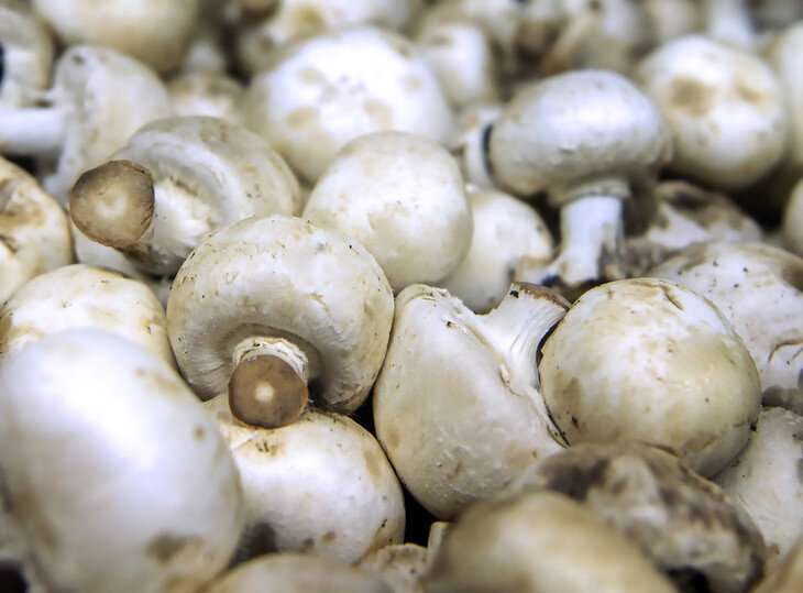 The researchers said ergothioneine, nicknamed the “longevity vitamin,” is found in low amounts in some foods and in high amounts in mushrooms. Credit: Patrick Mansell Nutritional journal highlights research on micronutrient's disease-fighting role