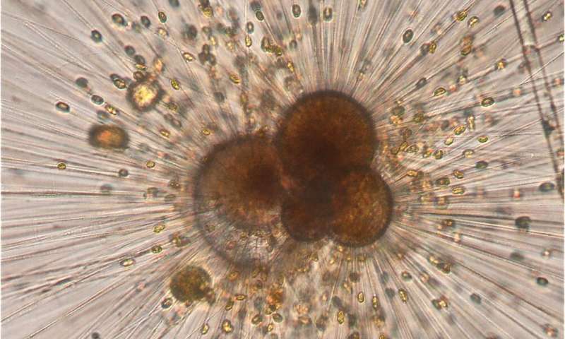 A living foraminifera, a type of marine plankton, that researchers grew in laboratory culture. To reconstruct past climate, fossilized specimens are collected from deep sea sediments. Credit: Bärbel Hönisch/Lamont-Doherty Earth Observatory Ancient volcanoes once boosted ocean carbon, but humans are now far outpacing them