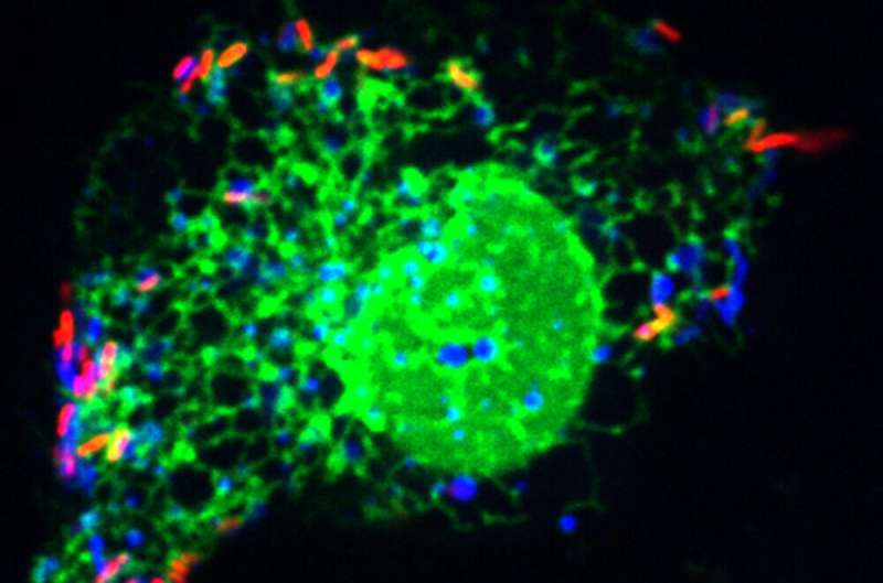 How Legionella makes itself at home
