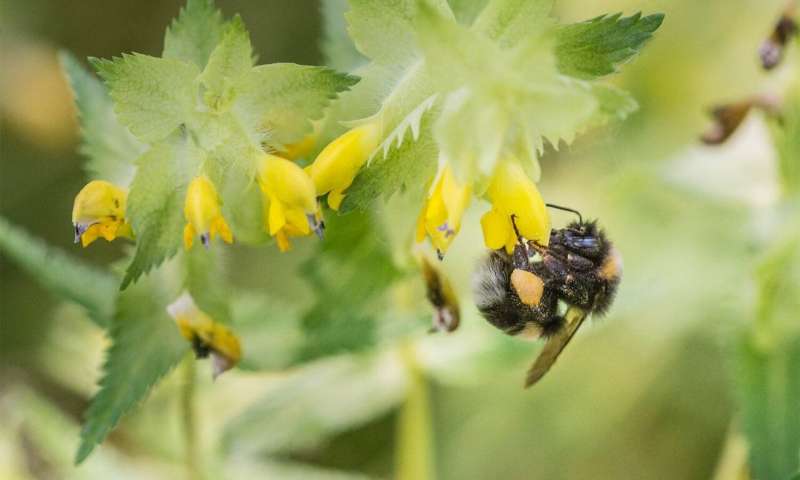 Nature conservation policies to protect pollinators too rarely succeed in changing human behavior. Credit: André Künzelmann/UF Nature conservation policy rarely succeeds in changing people's behaviour