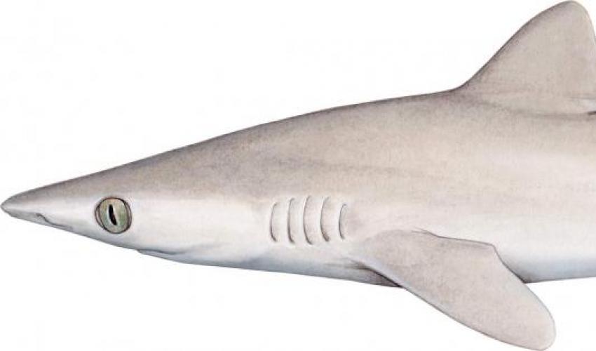 Lost shark