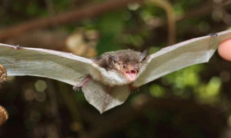 A white-winged bat from the newly named genus Pseudoromicia. Credit: (c) Bruce Patterson, Field Museum Penis bones, echolocation calls, and genes reveal new kinds of bats