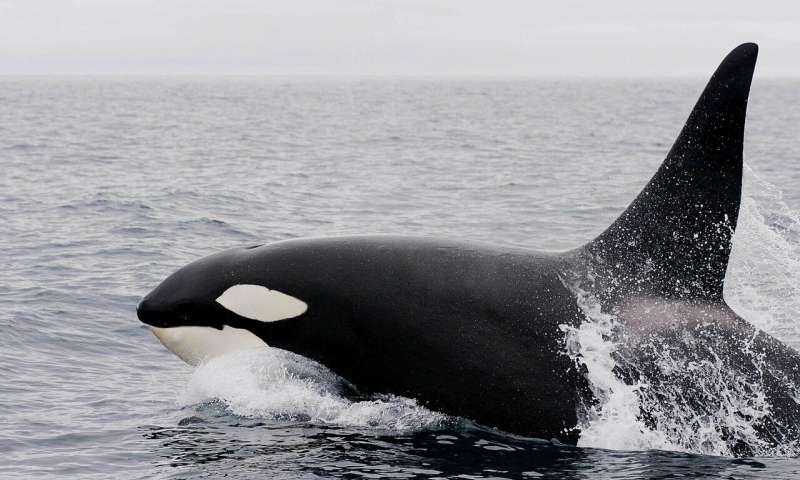 Credit: CC0 Public Domain orca