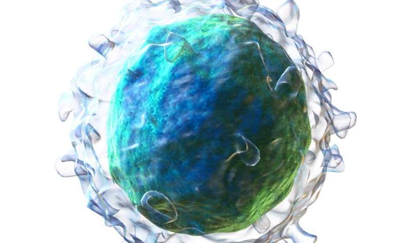 3D rendering of a B cell. Credit: Blausen.com staff (2014). "Medical gallery of Blausen Medical 2014". WikiJournal of Medicine 1 (2). DOI:10.15347/wjm/2014.010. ISSN 2002-4436. CC BY-SA 4.0 B cell , B lymphocyte