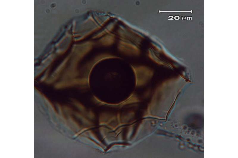 To reconstruct the past, ASU scientists have taken advantage of extensive microanalyses from the tiniest blobs and bubbles that are the best representation of the composition of magma from Sunset Crater before the eruption, known as melt inclusions. How tiny? Melt inclusions are less than a thousandth of an inch across. They become embedded in time within growing crystals of the magma plumbing system that forms before a volcano erupts. Credit: Amanda Clarke, Arizona State University Understanding origins of Arizona's Sunset Crater eruption of 1,000 years ago