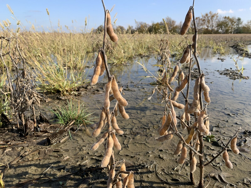 soybeans_fall_wet_.jpg soybeans_fall_wet_.jpg