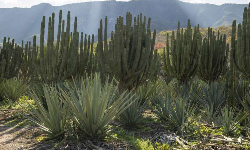 Intercropping of agave and columnar cacti near Las Canoas in Jalisco, Mexico. Credit: Bill Hatcher Researchers propose climate-smart desert food production model for land and human health