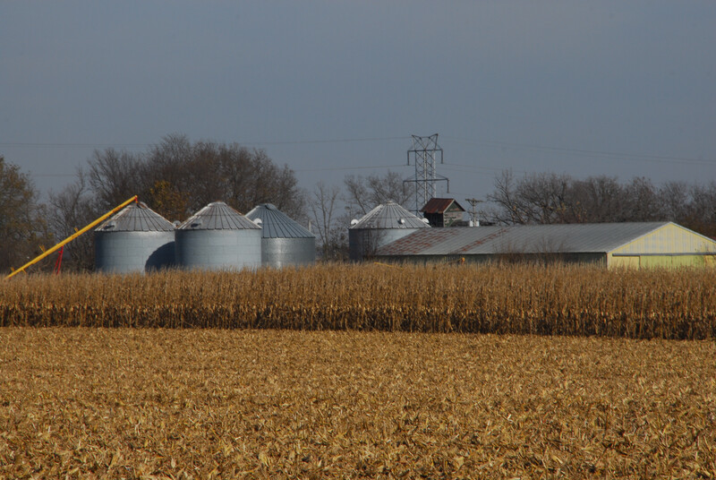 Standing corn in front of grain bins 1