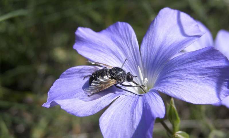 Linum bienne is the closest relative to cultivated flax. Credit: University of Portsmouth Scientists reboot 50 years of plant advice to solve one of nature’s biggest challenges