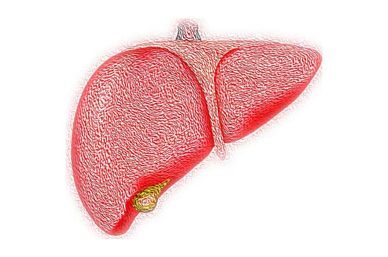 Credit: CC0 Public Domain liver