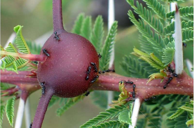 Tetraponera penzigi, a species of African ant uses antibiotic-producing Streptomyces formicae bacteria to protect themselves against disease. Credit: Dr Dino J. Martins Gene-editing produces tenfold increase in superbug slaying antibiotics