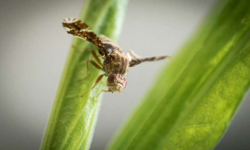 Over time goldenrod plants and the gall flies that feed on them have been one-upping each other in an ongoing competition for survival. Now, a team of researchers has discovered that by detecting the plants' chemical defenses, the insects may have taken the lead. Credit: Eric Yip, Penn State Gall fly outmaneuvers host plant in game of "Spy vs. Spy"