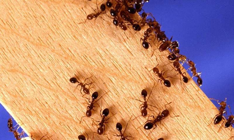 Credit: CC0 Public Domain fire ant