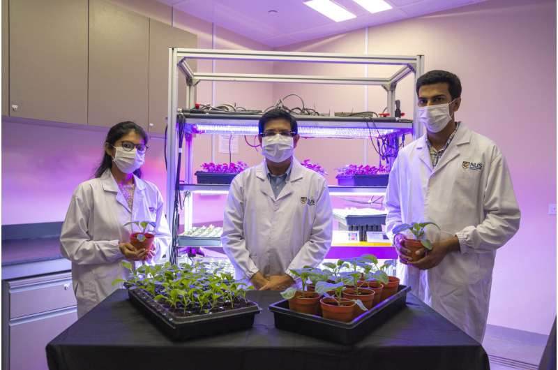 (From left to right) Dr. Pavagadhi Shruti, Associate Professor Sanjay Swarup and Dr. Aditya Bandla with samples of choy sum at different stages of growth. Researchers identify micro-organisms that could help vegetables grow better