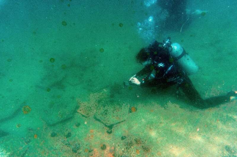 Scientists say around 84 species of coral are found in Hong Kong's waters Scientists say around 84 species of coral are found in Hong Kong's waters