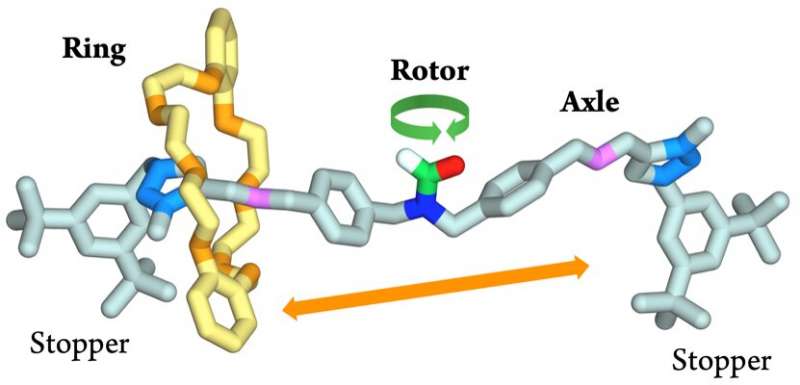 The NanoGear molecule belongs to the class of rotaxanes and consists of three components: a ring that can slide along an axle that bears a rotor installed in its centre. At 65 °C, the ring shuttles from one end of the axle to the other about 7 times per minute, passing over the rotor; in the same amount of time the latter completes about 260 rotations. Credit: Center for Light Activated Nanostructures (Clan) / University of Bologna Mechanics of the infinitely small: NanoGear, towards a molecular gear