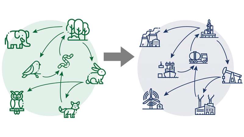 Research shows that design guidelines based on the connection characteristics of food webs can create successful industry networks. Credit: Texas A&M University College of Engineering Following nature's cue, researchers build successful, sustainable industrial networks
